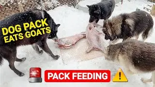 Dog Pack Eat 2 Goats - Learn to Read Pack Behavior