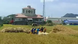 Palay harvesting 😊