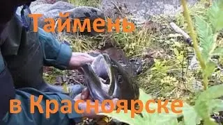 Диалоги о рыбалке - 201- Ловля тайменя в Красноярске.