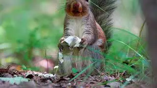 Squirrel Eating l Free Stock Footage | No Copyright Videos | Creative Common !
