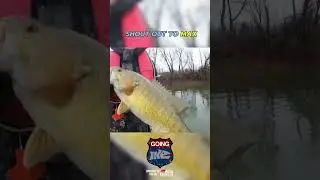 Susquehanna River Bass Fishing! BIG Smallmouth Going Ike Tomorrow!