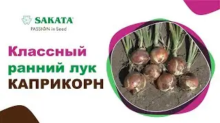 Лук Каприкорн - классный лук для раннего урожая! 