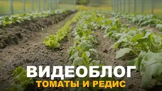 ВИДЕОБЛОГ: САМЫЙ ВКУСНЫЙ РЕДИС И ОГОРОДНЫЕ ДЕЛА.