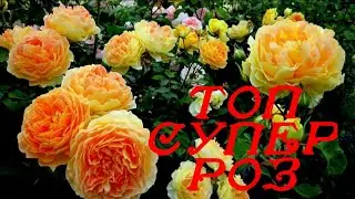 Лучшие сорта роз в моём саду