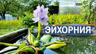 Эйхорния.  Очень красивый чистильщик воды