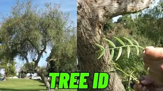 How to Identify Trees Like a Pro, Schinus Molle, California Pepper