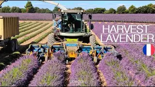 🤠 RÉCOLTE LAVANDINS en FRANCE : des MACHINES UNIQUES 🤩VALENSOLE & Gorges du VERDON 😍