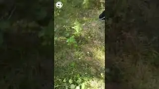 Откровенный разговор с коровой 