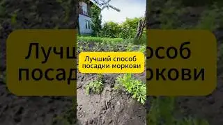 Лучший способ посадки моркови 