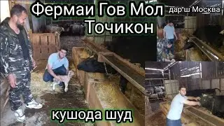 Фермаи Гов Мол Точикон дар шахри Москва кушода шуд.