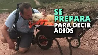 En su montaña preferida este perrito se prepara para decir adiós