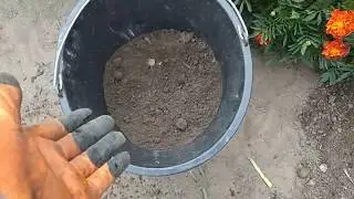 БЫСТРЫЙ СПОСОБ ПОСАДКИ/ПЕРЕСАДКИ РАСТЕНИЙ.