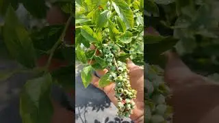 Норт Кантри. Какой будет урожай с куста?