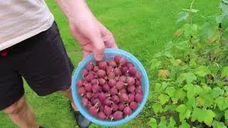 Что Ольга выращивает на заднем дворе, Свой дом, Финляндия