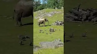 Cute Baby Elephant Trips While Playing With Birds