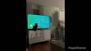 Cats Watching NFL Playoff Game!