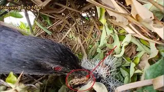 Greater coucal birds Feed the baby in the nest ( EP12) Beautiful baby birds