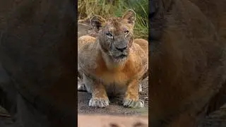 Qué le pasa en el ojo? 👁️#fotografiadenaturaleza #safari