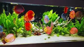 Adding Beautiful Super Red Discus Fishes To Freshwater Planted Aquarium