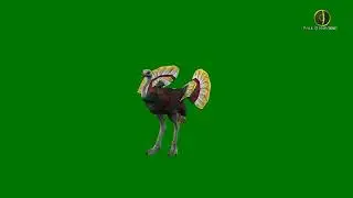 3D Ostrich Green Screen HD