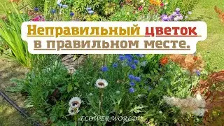 Неправильный цветок в правильном месте. Цветник из сорняков.💐