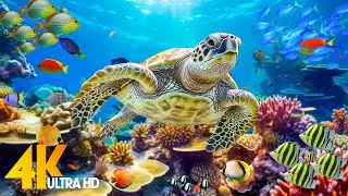 Under Red Sea 4K - Beautiful Coral Reef Fish in Aquarium, Sea Animals for Relaxation - 4K Video #61