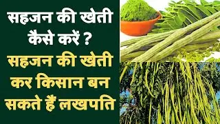 सहजन की खेती कैसे करें ? सहजन की खेती कर किसान बन सकते हैं लखपति || Drumstick || Kisan Bharti TV