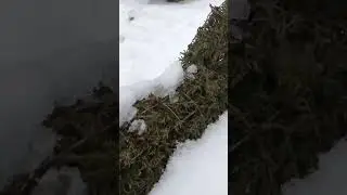 Про мое топиарное кресло из туи западной. (Из архива 2021 г) 