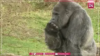 'Cheating' gorillas show clever puzzle-solving