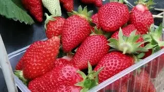 Пугающая урожайность! Сорт 🍓 Брилла. Второгодние посадки. Ставрополь