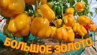 СЛАДКИЙ ПЕРЕЦ БОЛЬШОЕ ЗОЛОТО. ИНДИВИДУАЛЬНЫЙ ОБЗОР ПЕРЦА. УРОЖАЙНОСТЬ С КУСТА. ОТЗЫВЫ. Pepper.