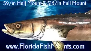 Cobia Fish Mount Replicas - Custom Fiberglass Fish Replicas by Florida Fish Mounts