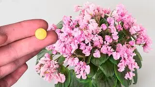 Эта Аптечная Таблетка Заставляет Пышно Цвести Все Домашние Цветы