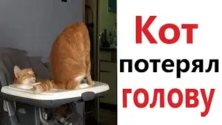 ПРИКОЛЫ! КОТ ПОТЕРЯЛ ГОЛОВУ - МЕМЫ!!! Смешные видео – Доми шоу!