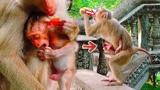 Oh Moka mother monkey get Energy drink, Shed on the eyes Baby Monkey Moken , He was Irritated eyes