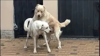 Central Asian Shepherd Dogs and Turkish Akbash.