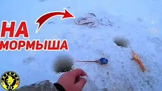 Приехал за окунем, наловил чебаков. Вечерний клёв.