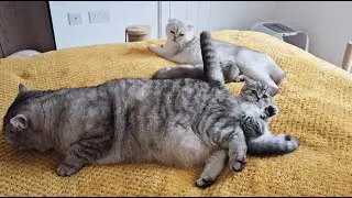 Funny sweetie kittens with mom cat and dad cat