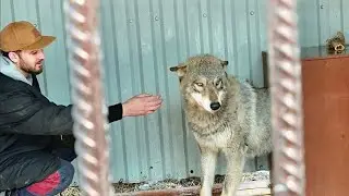 В гостях у СЕВЕРНЫХ ВОЛКОВ. САНСАРА  разговорил и узнал нечто большее.  Giant wolfs in the world.