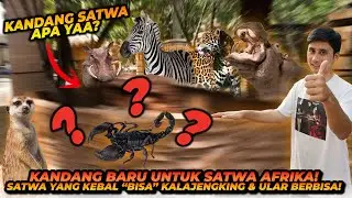 PEMBANGUNAN KANDANG BARU UNTUK SATWA BARU DARI AFRIKA! SATWA INI KEBAL DARI BISA ULAR & KALAJENGKING