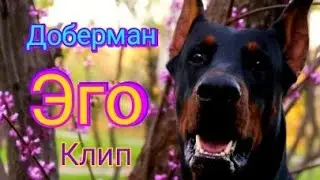 Клип|Доберман|Эго