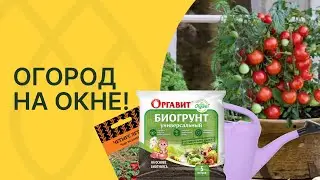 Как выращивать свои овощи на подоконнике!