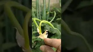 Leek ... difference between Onion & Leek anyone????