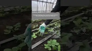 Use A Glove To Irrigate The Strawberry Seedlings !