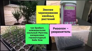 Зимнее черенкование хвойных растений.Ризопон - укоренитель.