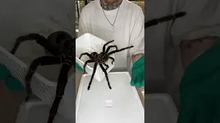 Unboxing of the biggest Tarantula