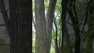 Смотрие бЭлочка! 