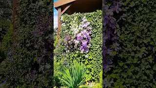 🌸Клематисы в саду 🌸 #garden #сад #дача #цветы