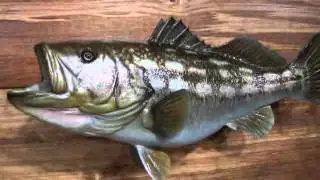 Bass Fish Mounts