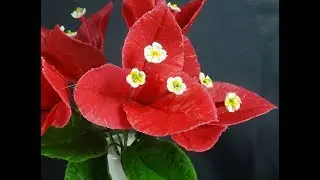 БУГЕНВИЛЛИЯ ИЗ ХОЛОДНОГО ФАРФОРА (Bougainvillea)